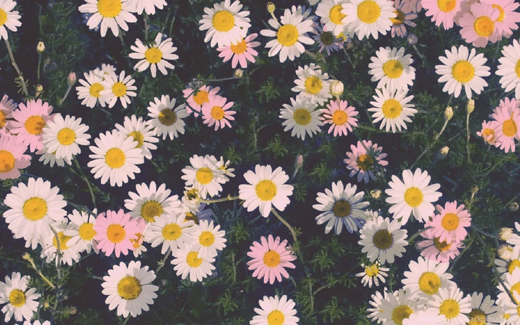 Strange Flowers Wallpapers