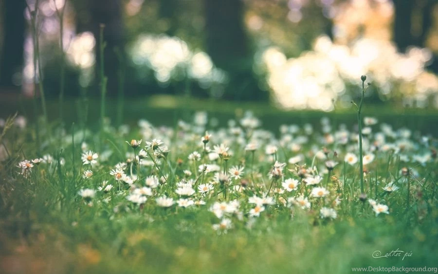 Daisy Daisy Wallpapers By AEtherPie On DeviantArt