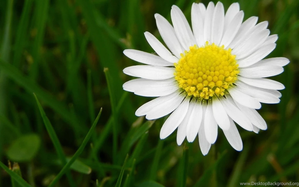 Wonderful Daisy Wallpapers