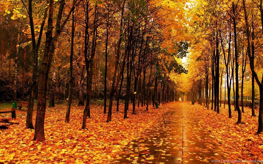 Fall Computer Wallpapers, Desktop Backgrounds