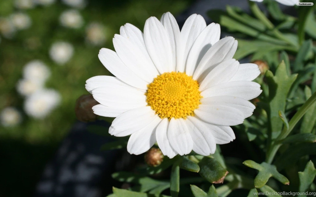 Daisy Wallpapers For PC Desktop