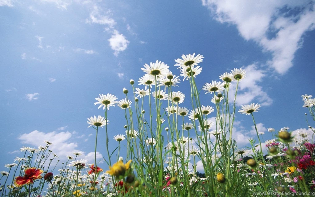 Daisy Wallpapers For Desktop Backgrounds Flower