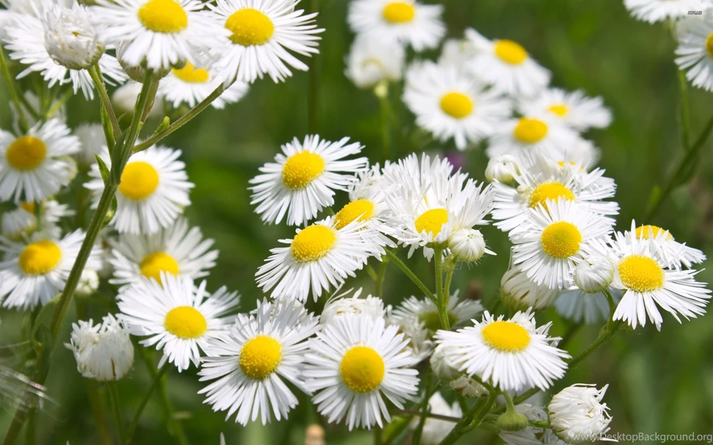 Daisy Fleabane Wallpapers   Flower Wallpapers