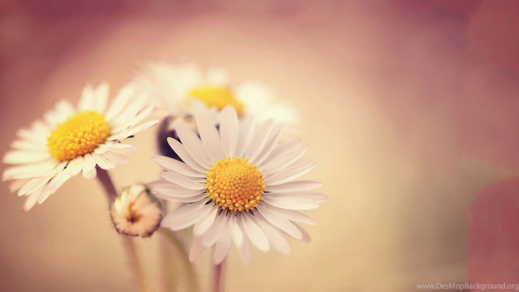 Lovely Daisy Wallpapers 2782 1920 X 1080 WallpaperLayer.com