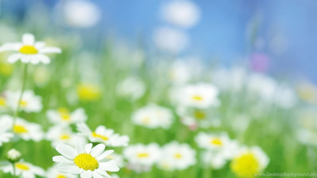 Wallpapers, Daisy, Flowers, Flower, Ezwebrus, Presents, Proudly ...