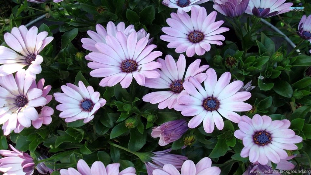 Daisy Wallpapers   Flower Wallpapers