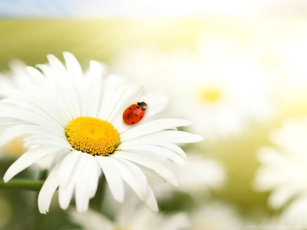 Daisy Wallpapers Desktop Backgrounds