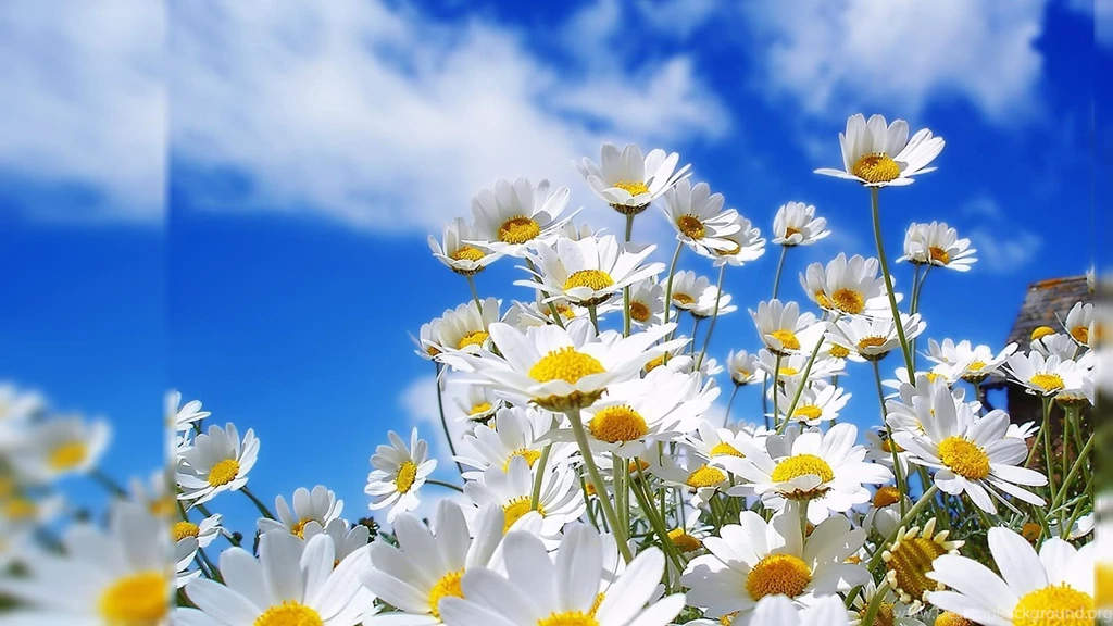 Large Wallpapers Made For Your Desktop Computer