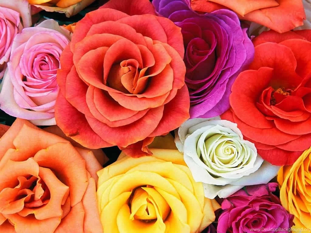 Bunch Bloom Roses Flower Desktop Computer Wallpapers Flowers ...