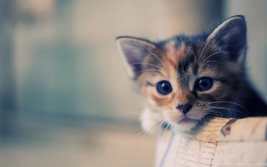 Beautiful Cat Wallpapers HD Pictures