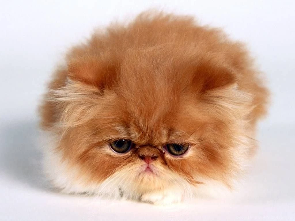 Persian_cat_desktop_wallpaper 1024x768.jpg
