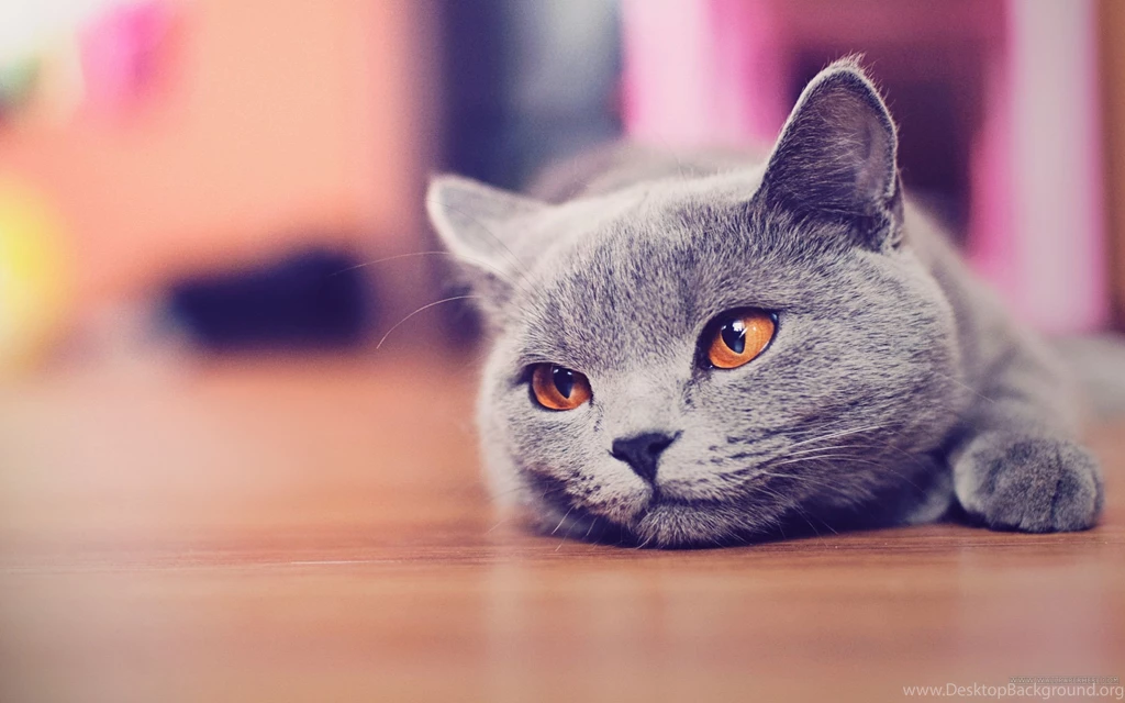 Cat Wearing Cute Cap Wallpapers Desktop And Mobile Wallpapers ...