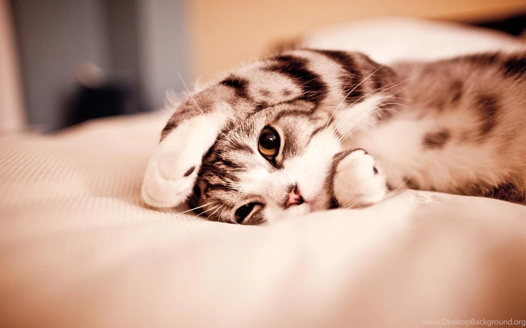 Cute Cat Hd Wallpapers HD Wallpapers PowerballForLife