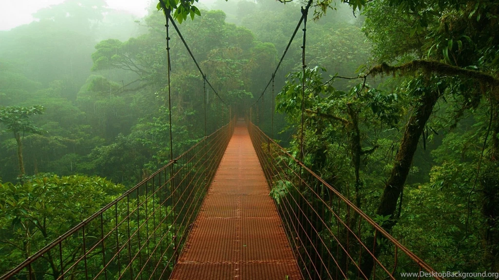 Jungle Wallpapers High Quality Resolution