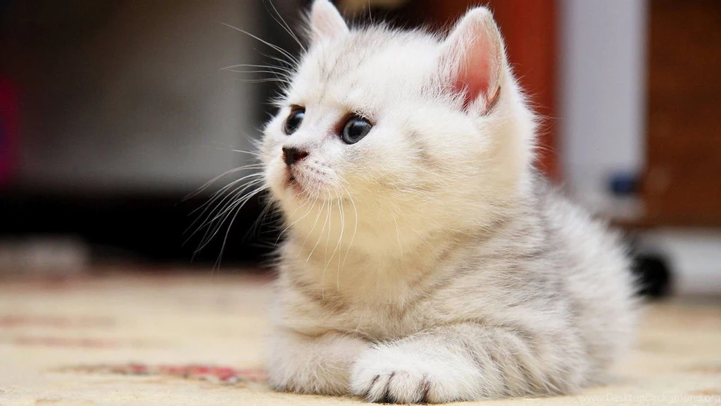 Hd download cat pics.jpg