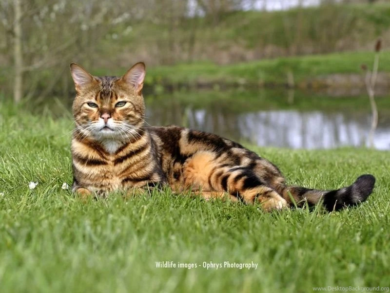 Bengal_cat_desktop_wallpaper 800x600.jpg