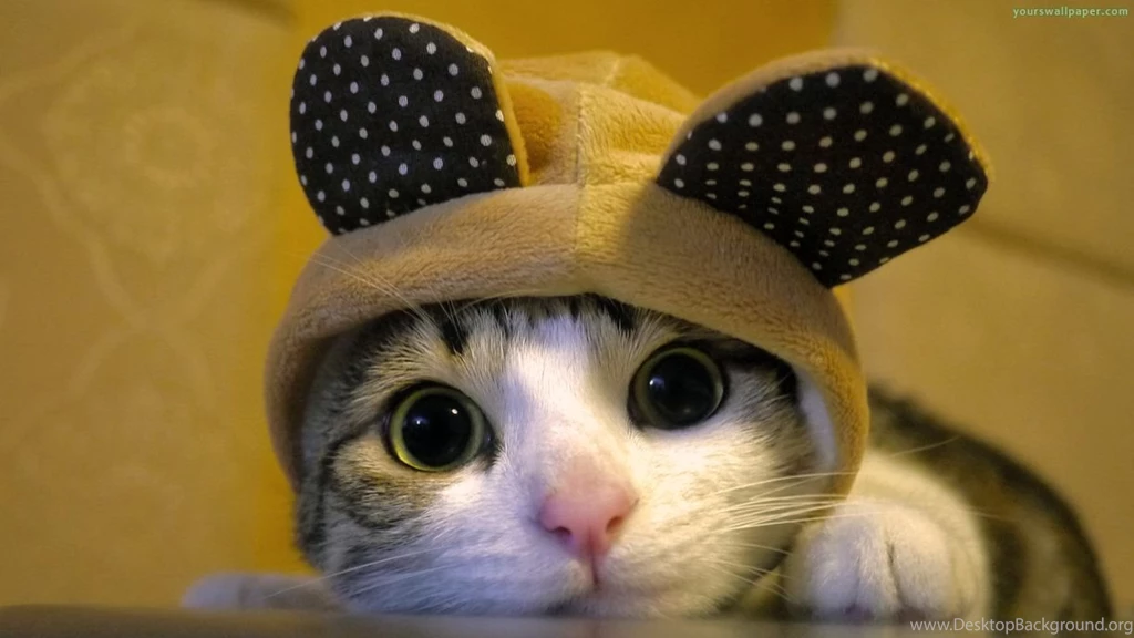Cute Cat Desktop Wallpapers HDWallpapers And Widescreen Wallpapers ...