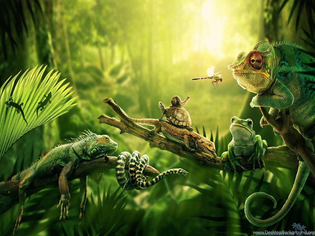 Jungle Animal Wallpapers Desktop