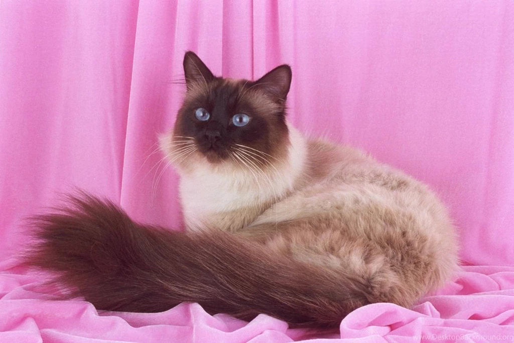 Birman Cats Desktop Wallpapers
