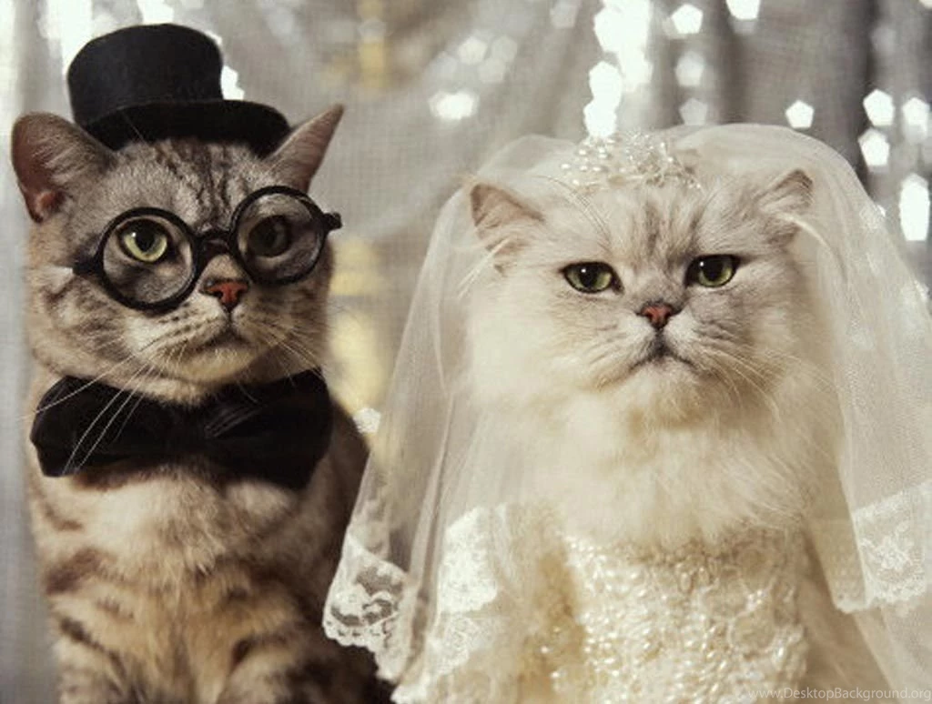 Very Funny Cat Photos 2 Desktop Wallpapers Funnypicture.org
