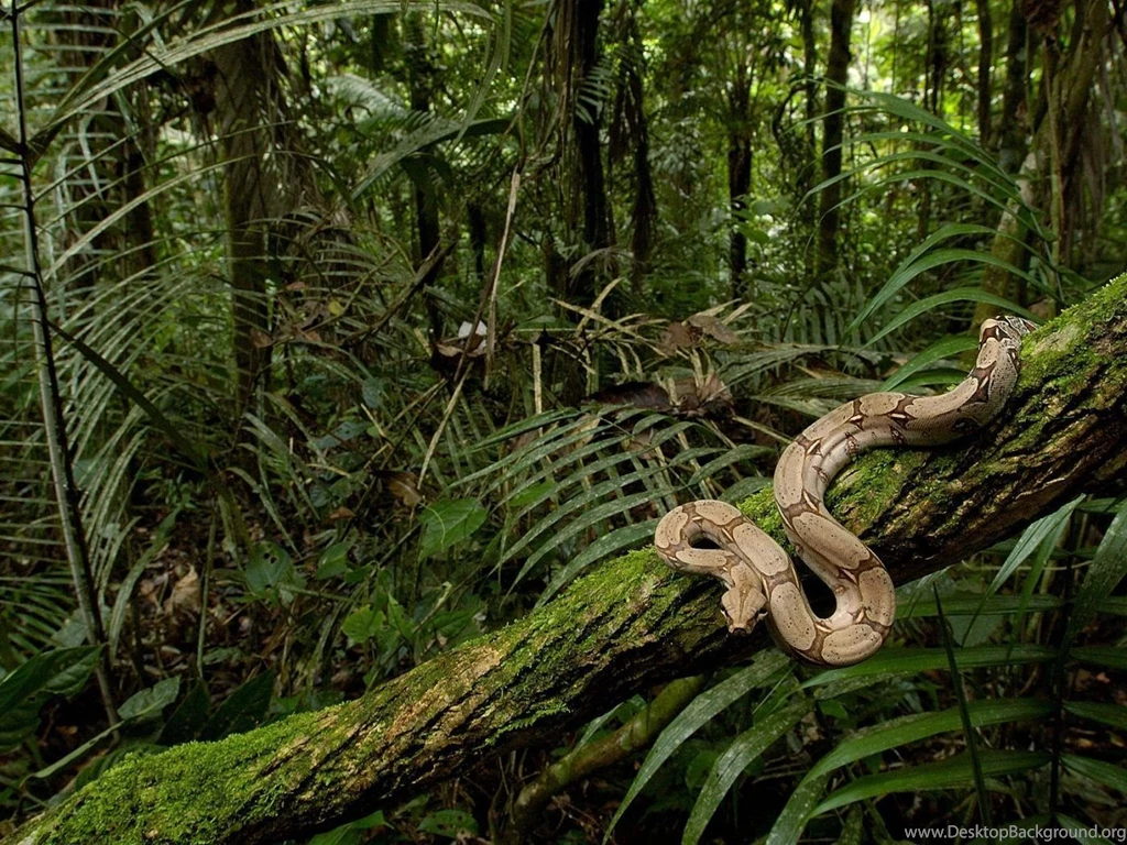 Jungle Wallpapers