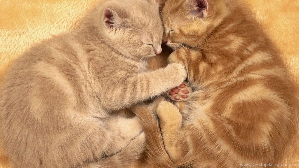 Wallpapers For Gt Cute Cat Backgrounds Desktop 12 WallHD In ...