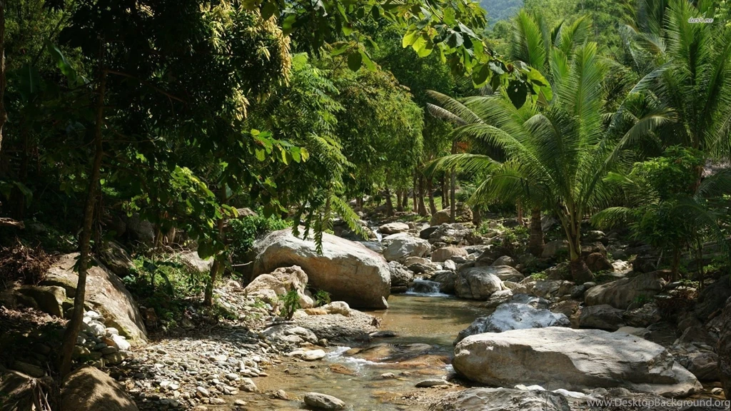 Stream In The Jungle Wallpapers Nature Wallpapers