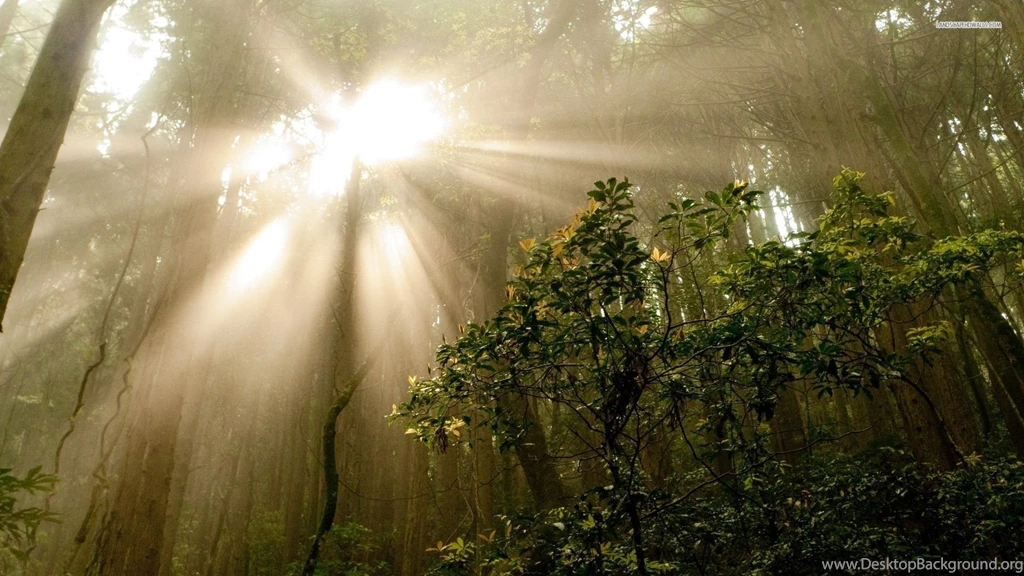 Sun Through The Trees In The Jungle Wallpapers
