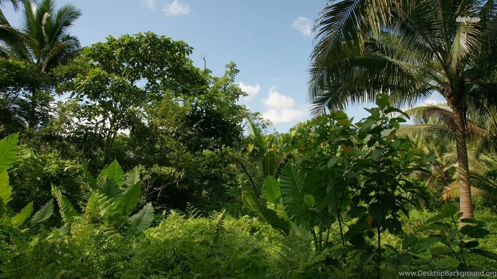 Jungle Wallpapers Nature Wallpapers