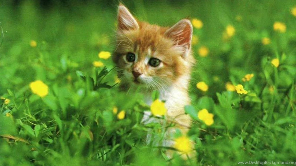 Free Cat HD Wallpapers Obtain HD Images New