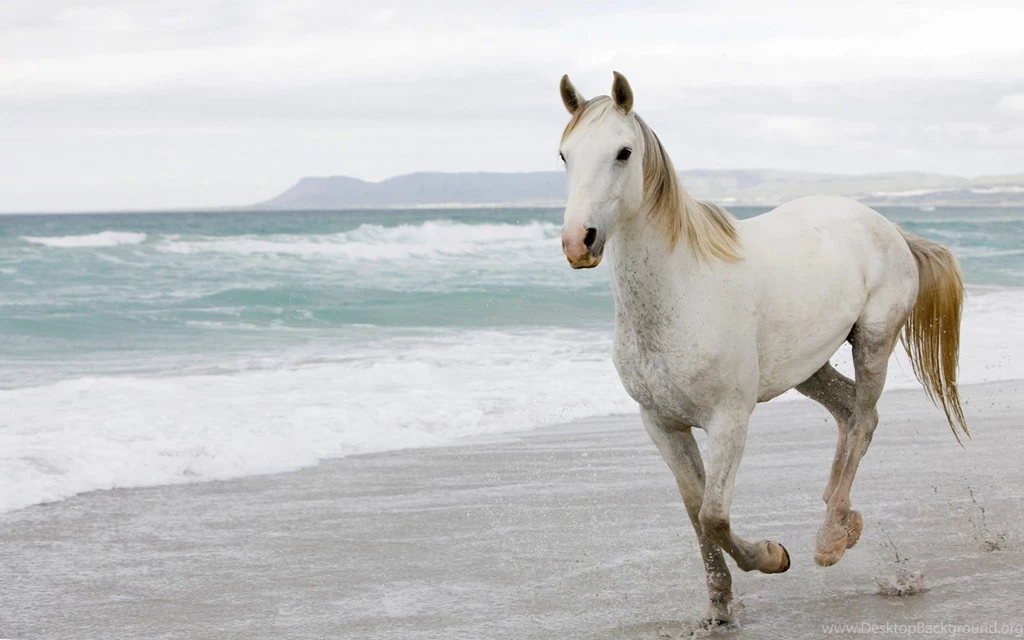 Horse Wallpapers