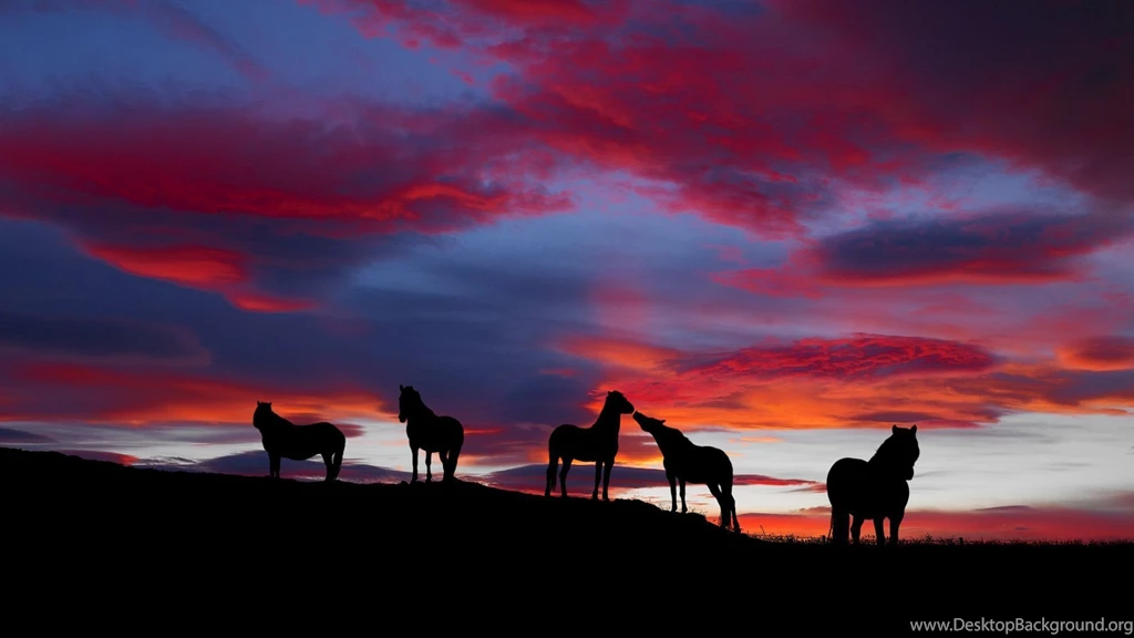 1023 Horse HD Wallpapers