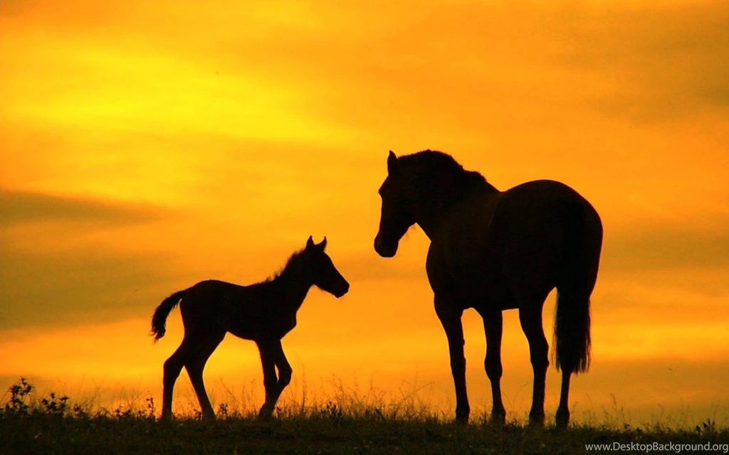 Horse Backgrounds