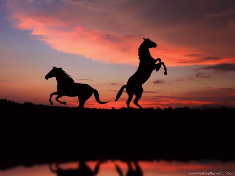 Horse Wallpapers