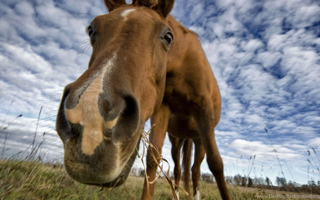 Horse Computer Wallpapers, Desktop Backgrounds