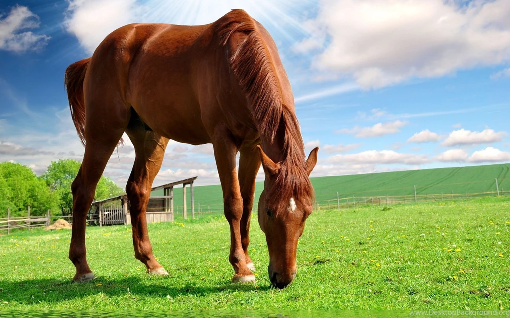 Horse Computer Wallpapers, Desktop Backgrounds
