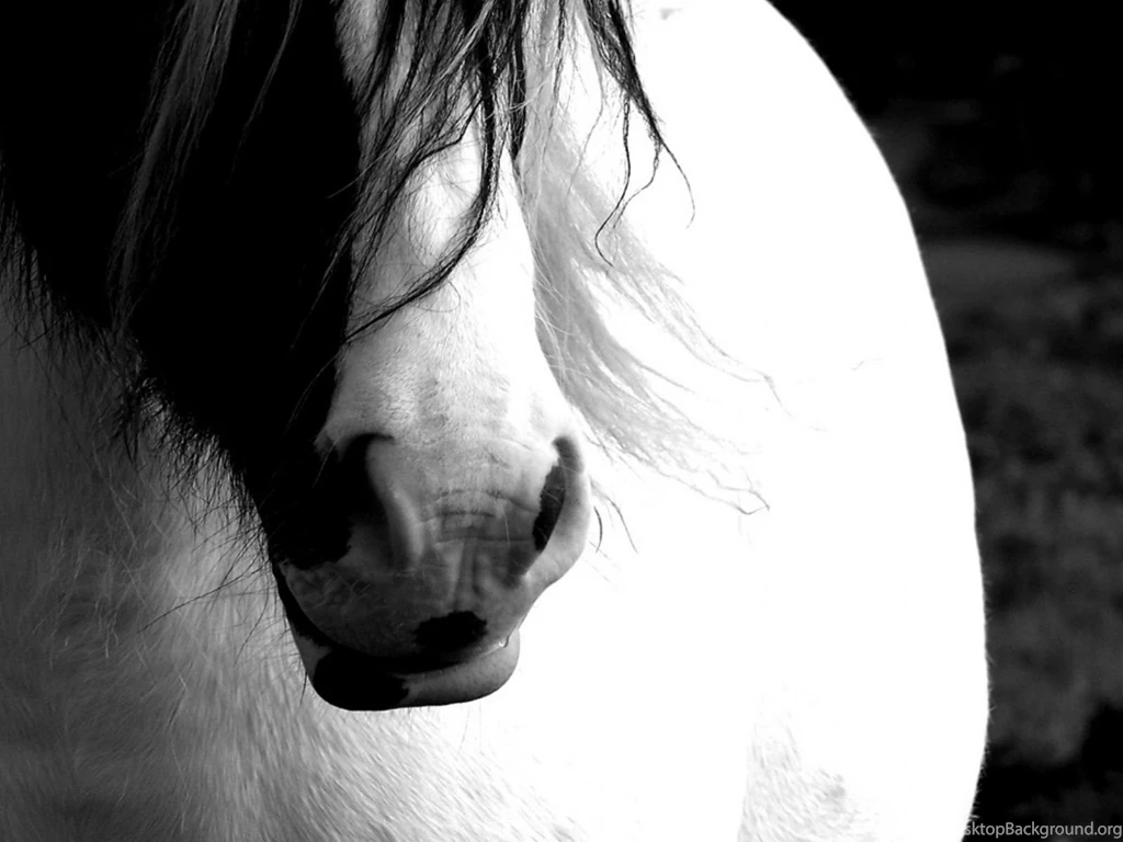 Horse Computer Wallpapers, Desktop Backgrounds