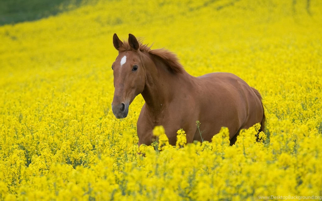 Animal Horse 05 HD Wallpapers