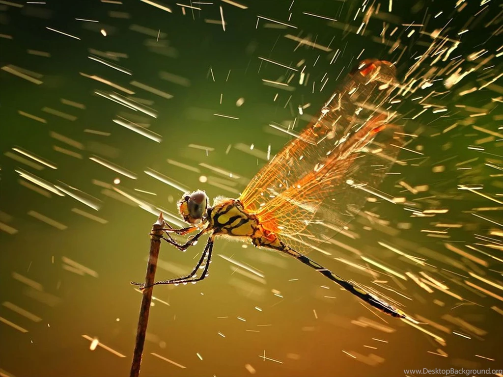 50 Beautiful Rain Wallpapers For Your Desktop