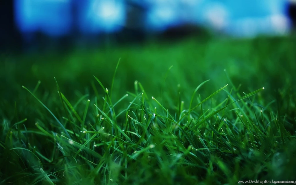 Free Wallpapers Free Flower Wallpapers Landscape Plants 1 ...