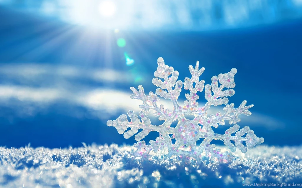 2560x1600 Macro Wallpapers, Desktop Backgrounds HD