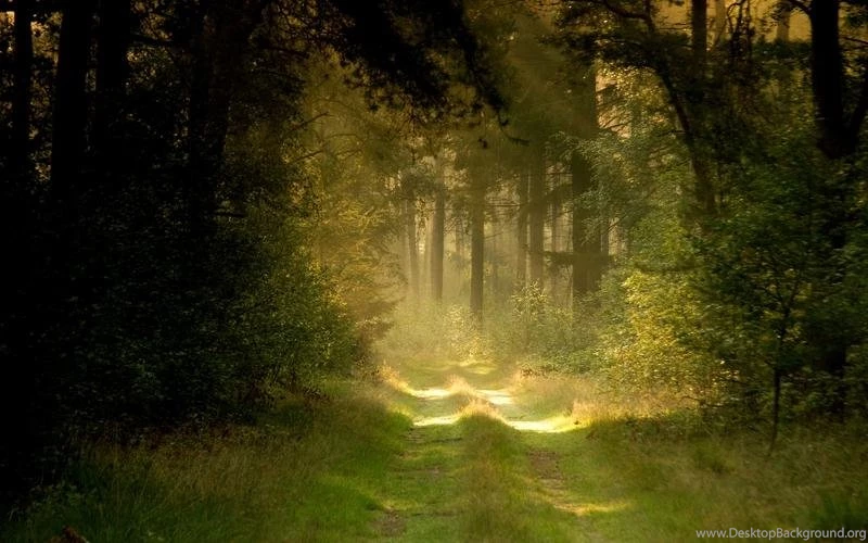 Nature,landscapes Landscapes Nature Forest Path 2560x1600 ...