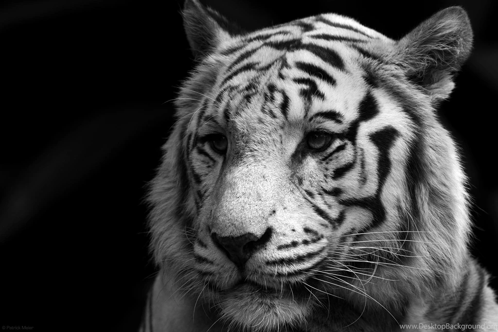 Great Tiger Portrait >> HD Wallpaper, Get It Now!