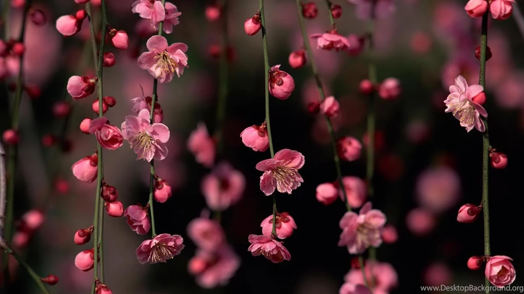 Hd wallpaper of laptop for background.jpg