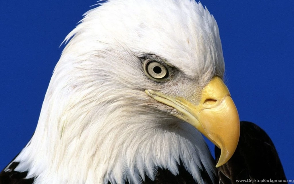 Bird Portrait Wallpapers Photo And Wallpaper. All Bird Portrait ...