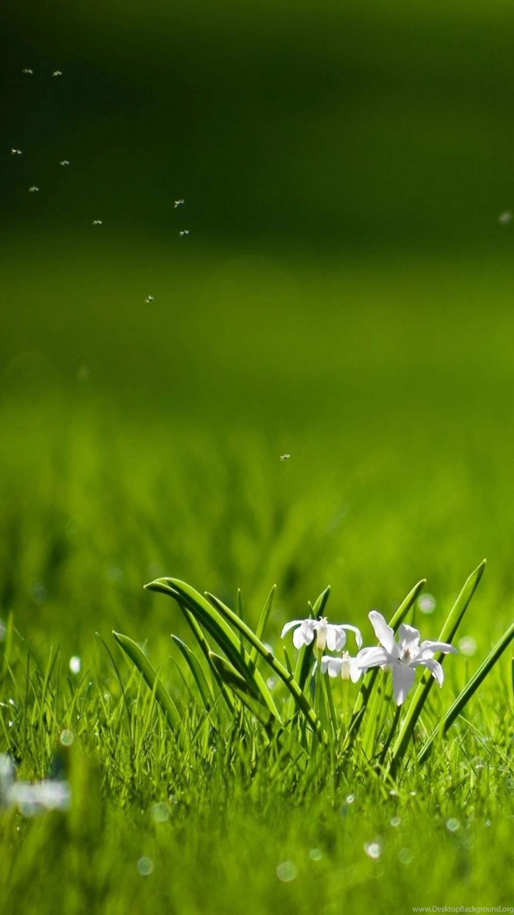 Wallpapers For Android Phone High Definition