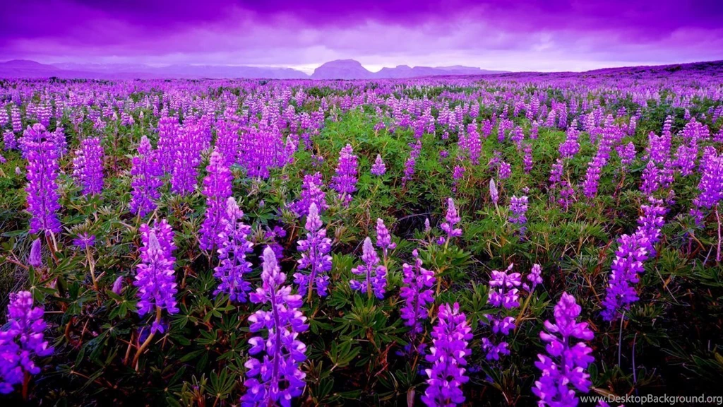 91 Lavender HD Wallpapers