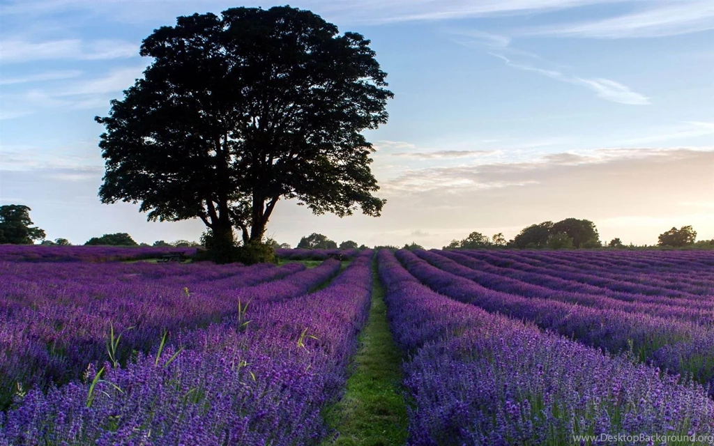 Lavender Desktop Wallpaper, Lavender Flowers Pictures, New Wallpapers