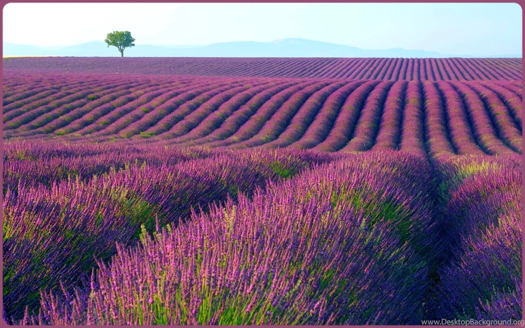Lavender HD Wallpapers