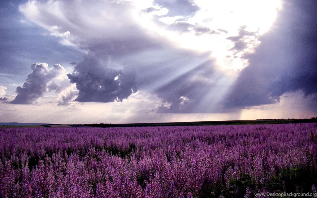 Lavender Hd Wallpapers
